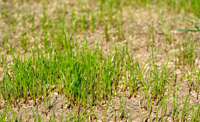 Commercial Grass Seeding