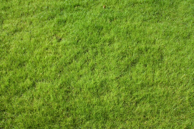 Lawn Reseeding Service in Ventura County, CA