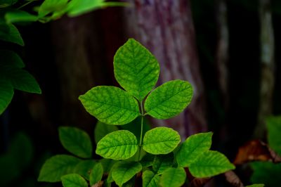Poison Ivy Removal in Wilmington, DE